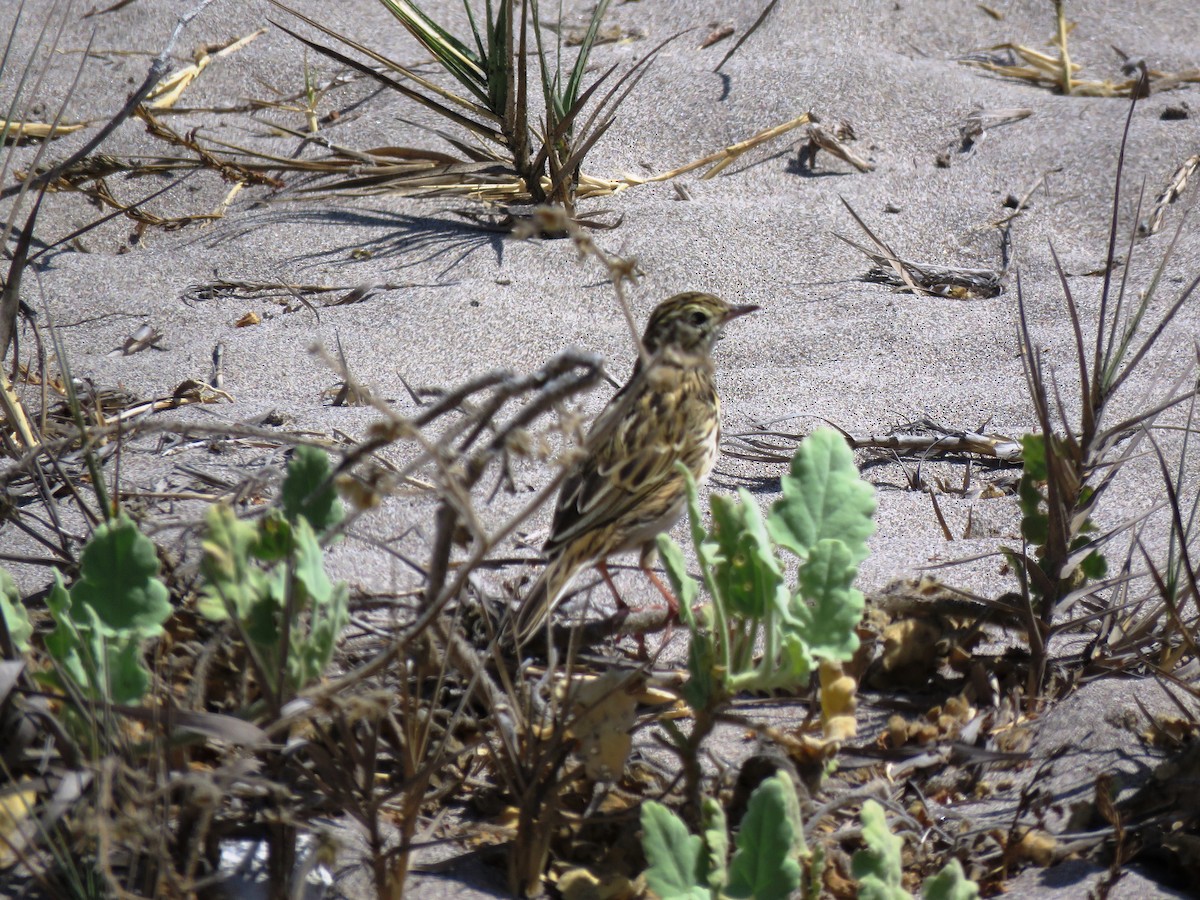 Correndera Pipit - Marcelo Olivares Herrera