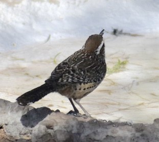 Cactus Wren - ML85643641