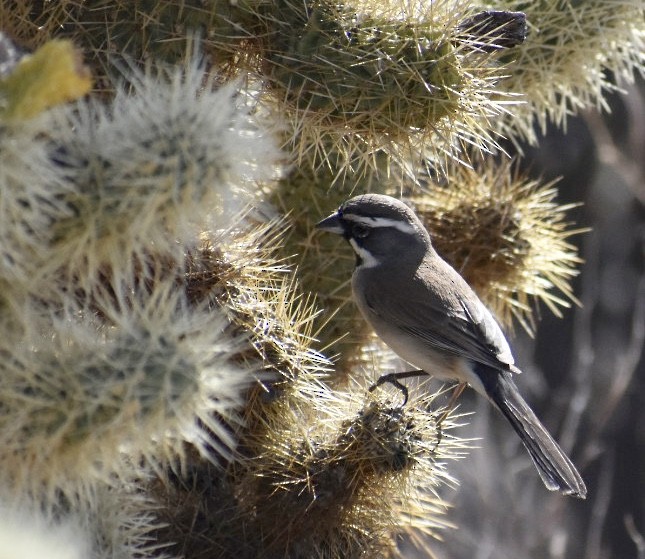 Black-throated Sparrow - ML85643711