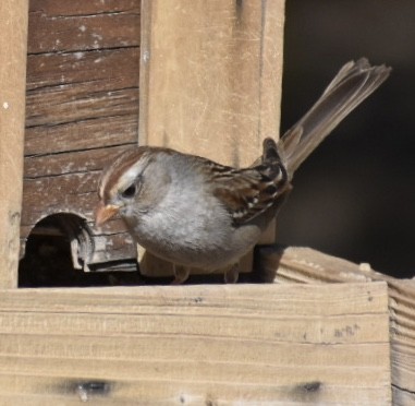 White-crowned Sparrow - Larry Langstaff