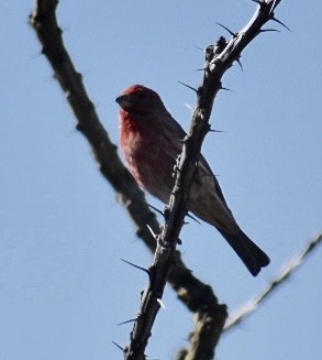 House Finch - ML85643791