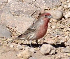 House Finch - ML85643801