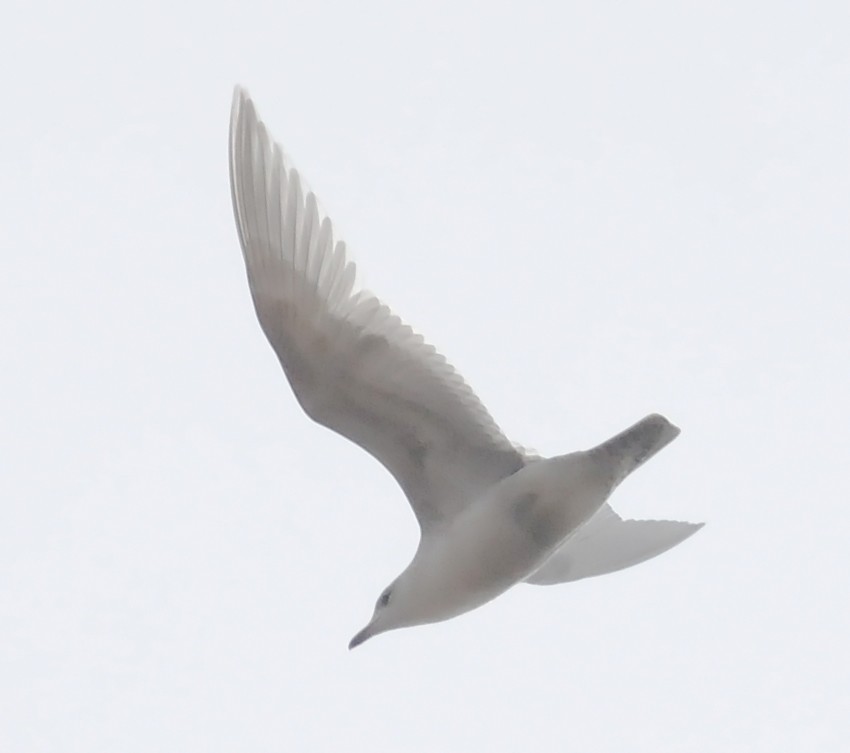 Iceland Gull (kumlieni) - ML85643861