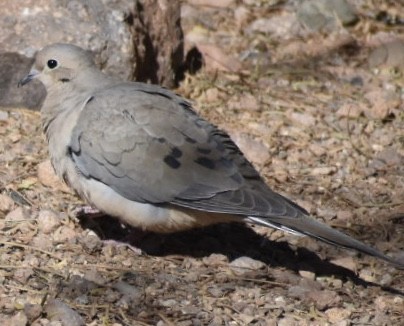 Mourning Dove - ML85644001