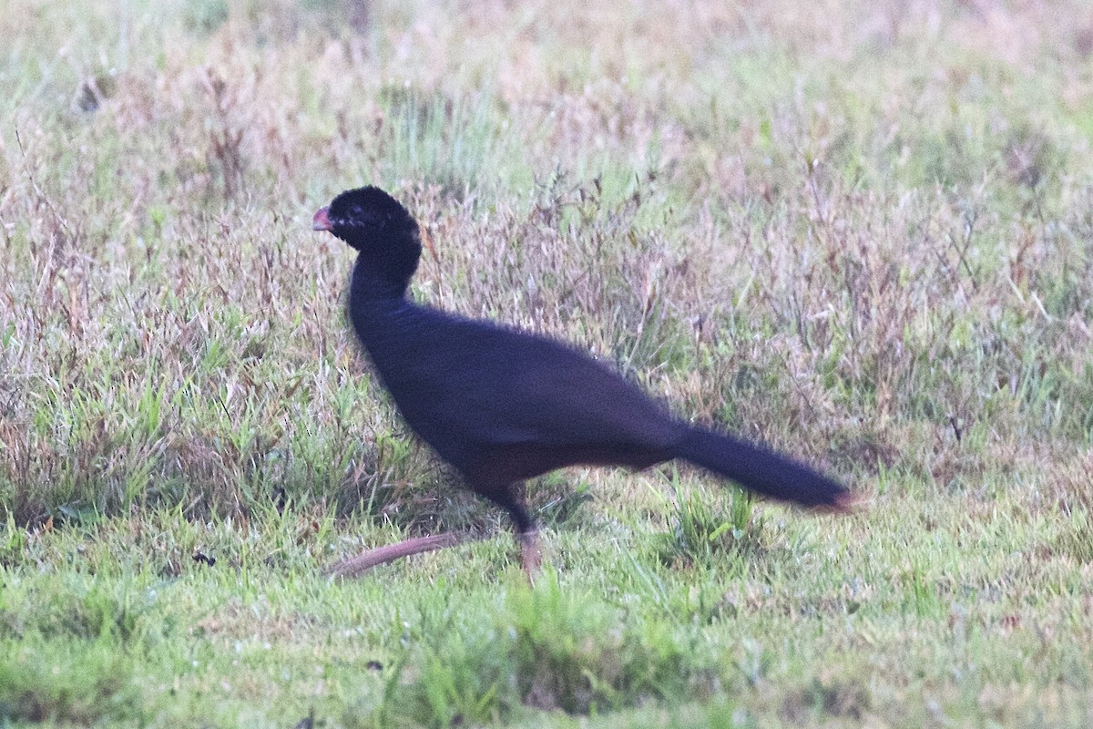 Crestless Curassow - ML85646751