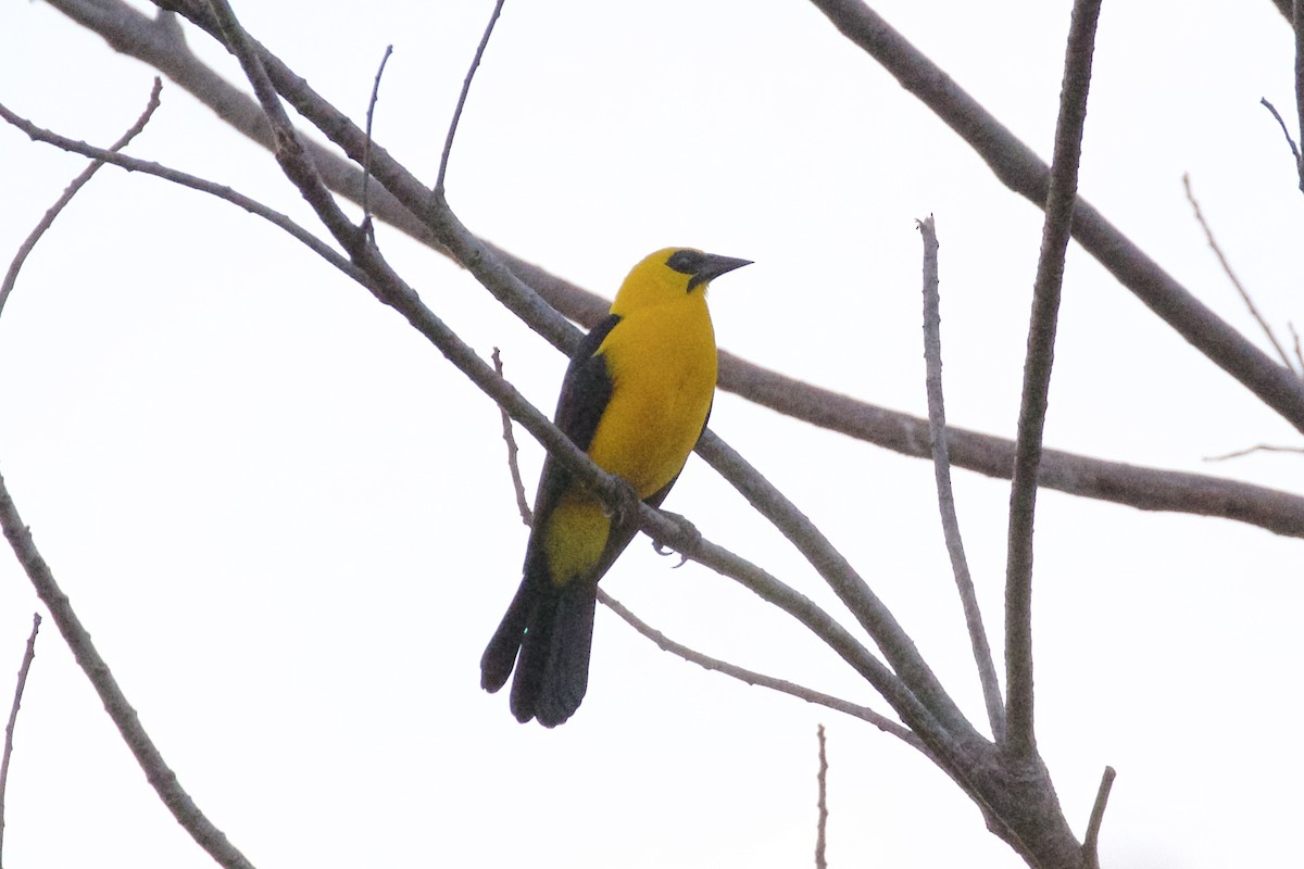 Oriole Blackbird - ML85647221