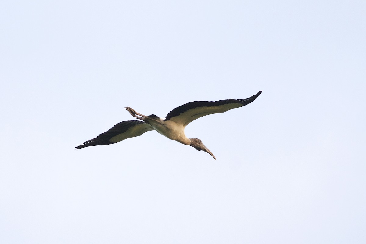 Wood Stork - ML85647591