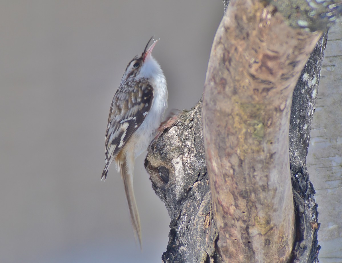 Brown Creeper - ML85647631