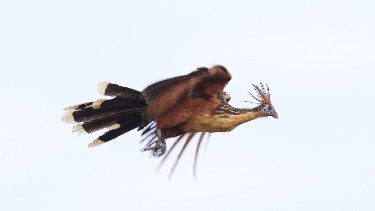 Hoatzin - Nicole Desnoyers