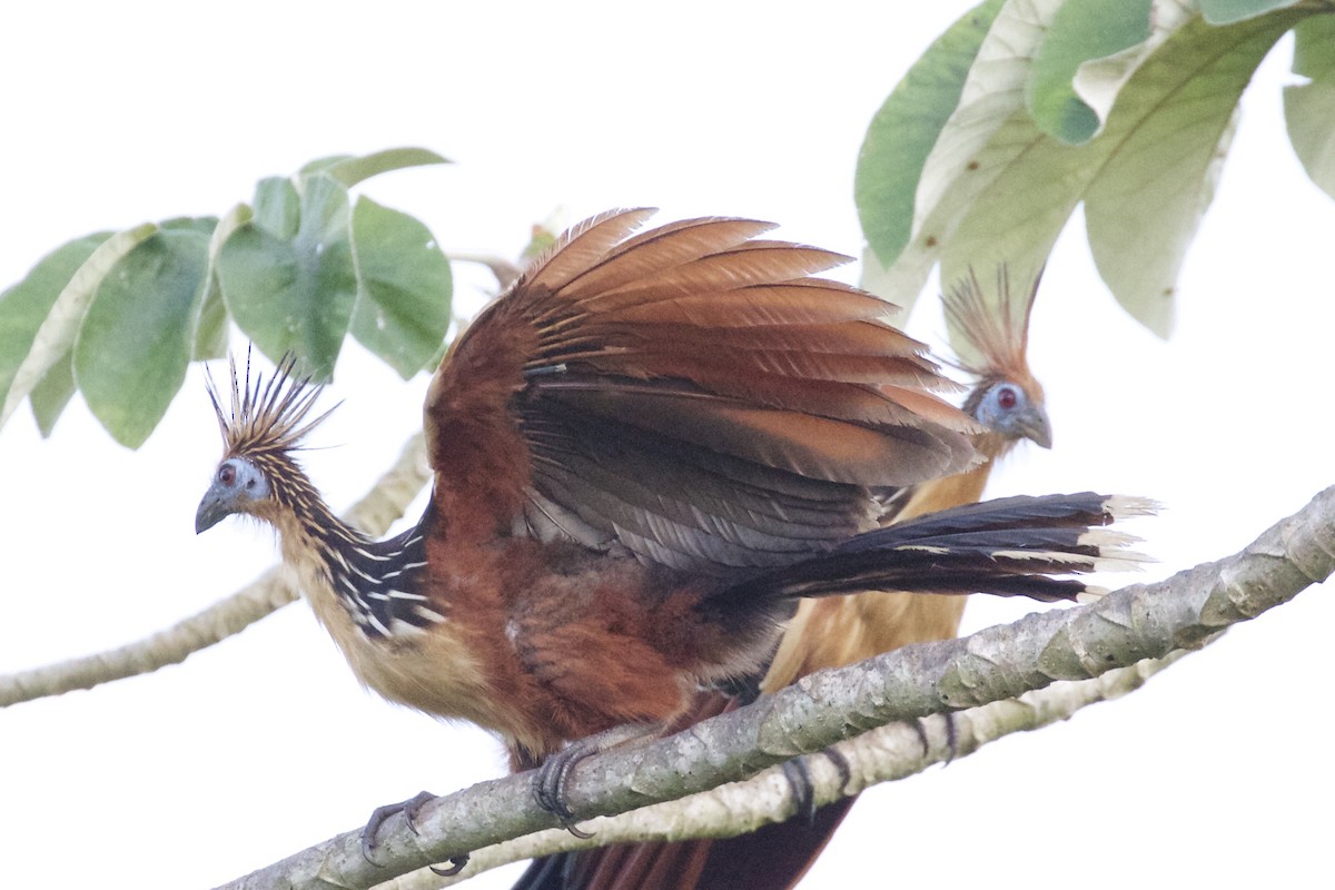 Hoatzin - ML85647781