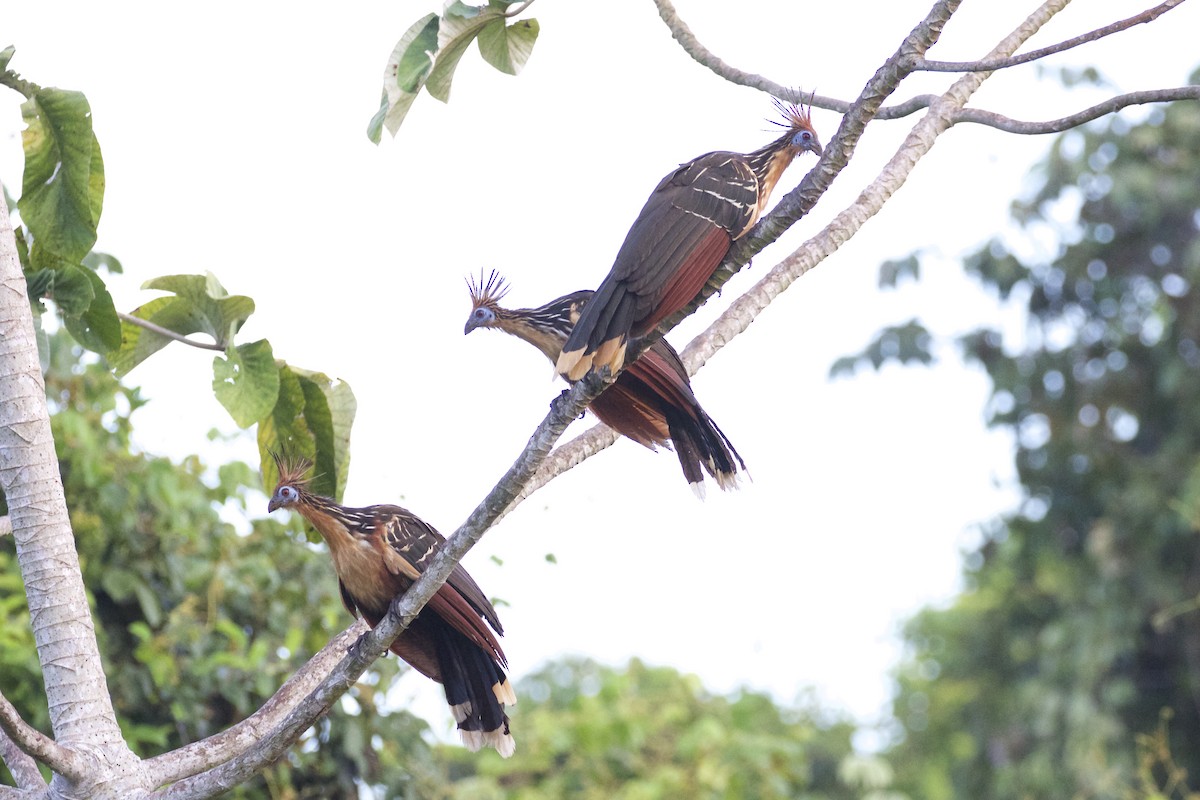 Hoatzin - ML85647791