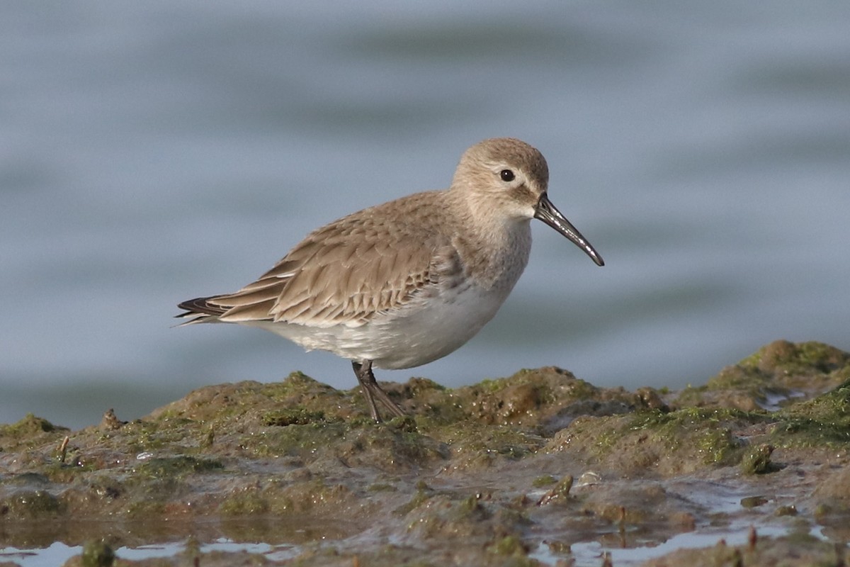 Dunlin - J Tanner