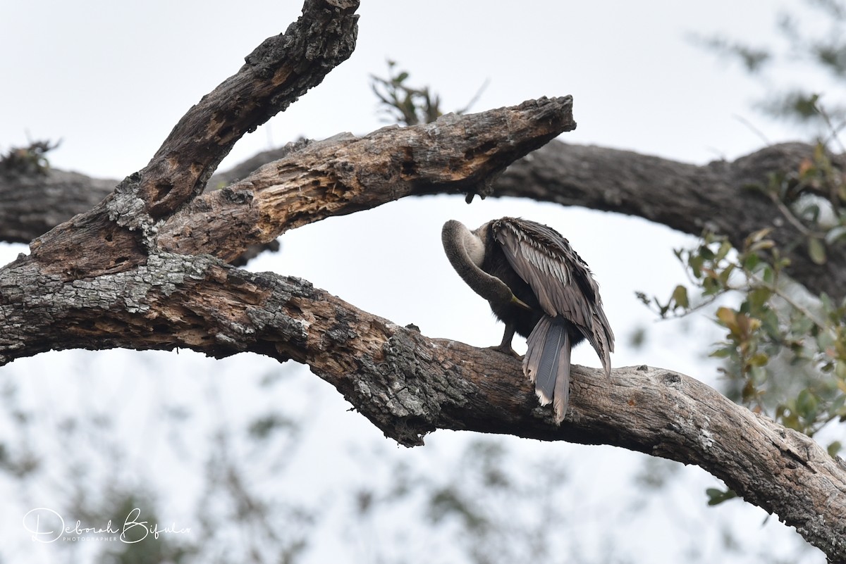 Anhinga - Deborah Bifulco