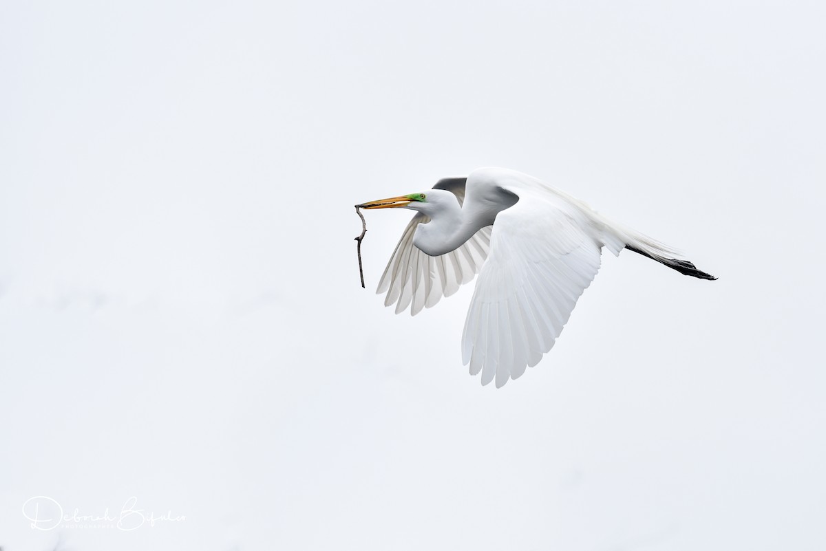 Great Egret - ML85648751