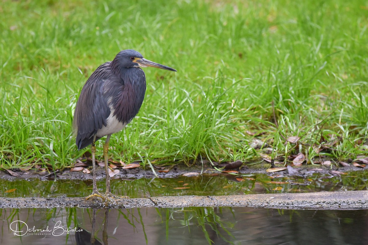 Tricolored Heron - ML85648991