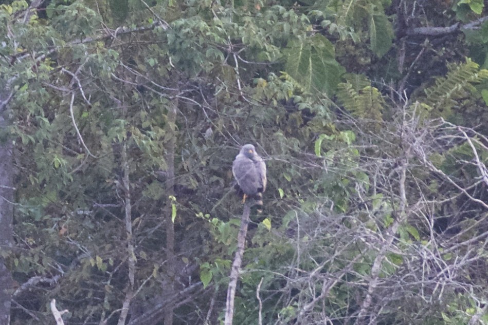 Roadside Hawk - ML85649031