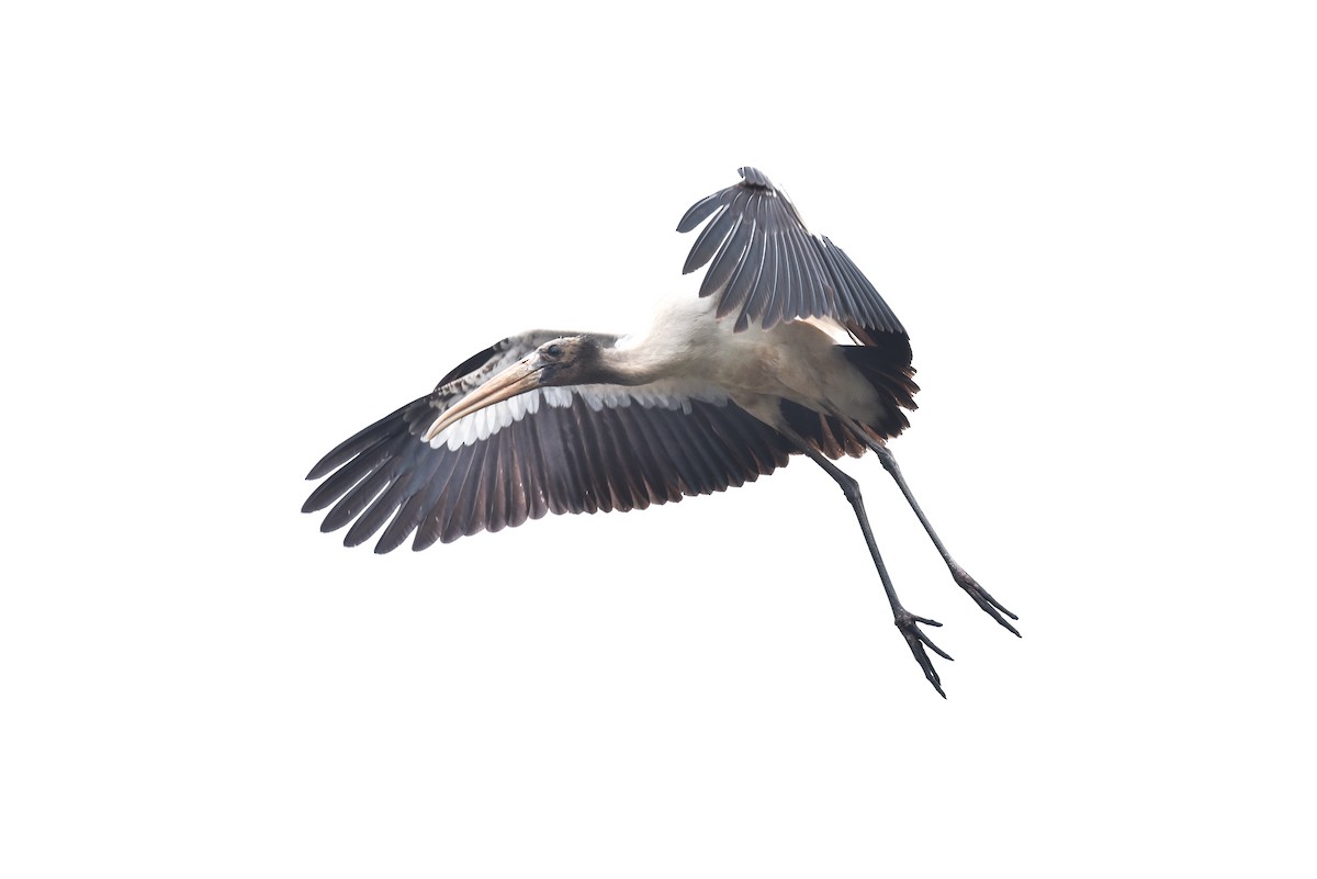 Wood Stork - ML85649171