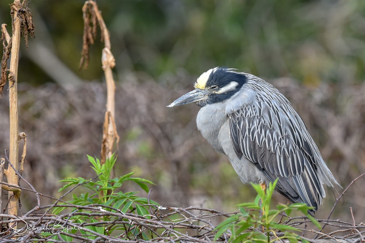 Yellow-crowned Night Heron - ML85649181