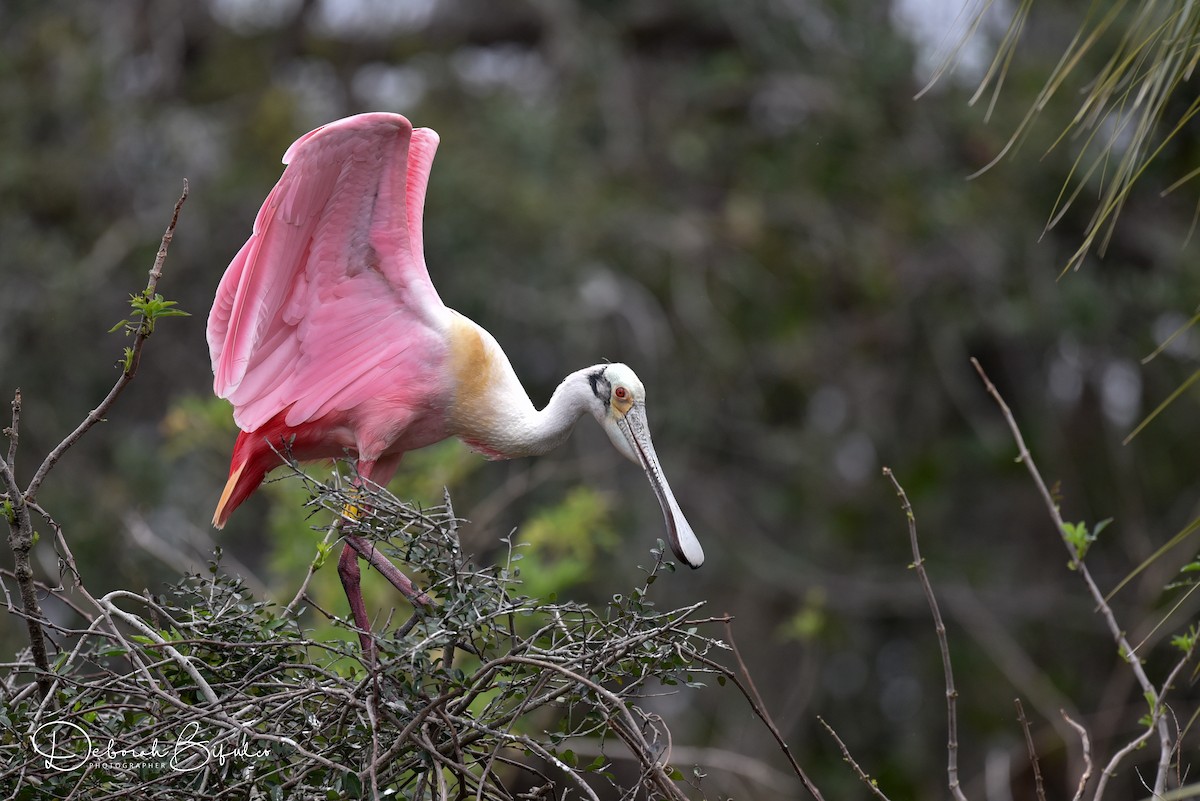 Roseate Spoonbill - ML85649241