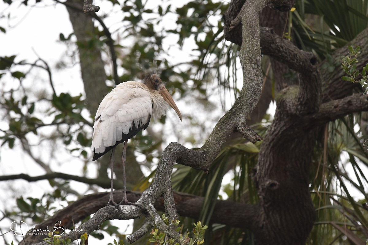 Wood Stork - ML85649261