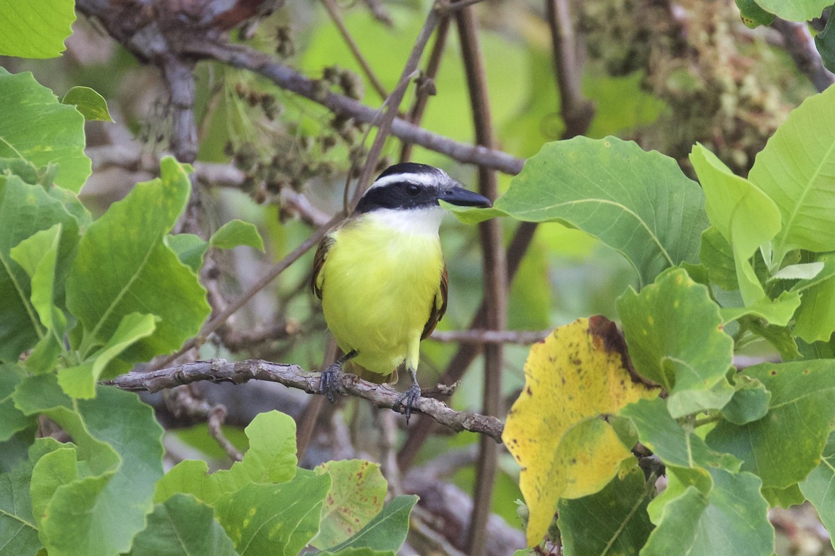 Great Kiskadee - ML85649361