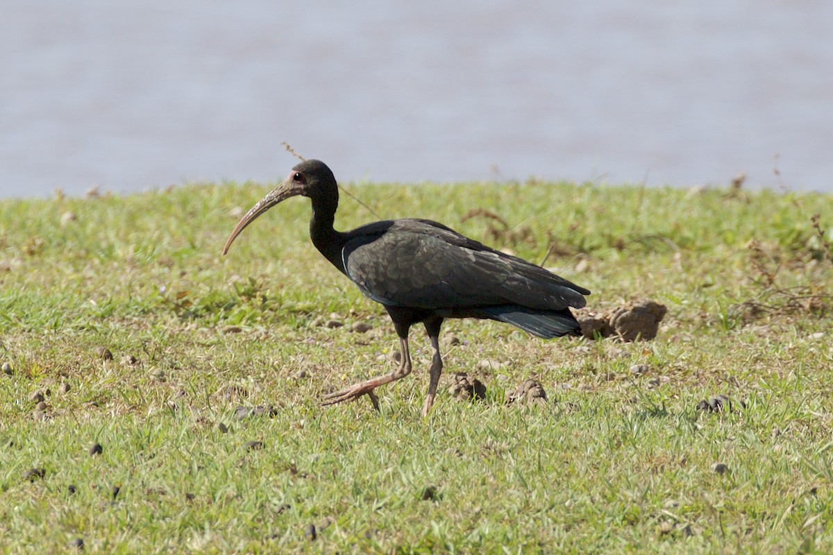 ibis tmavý - ML85651561