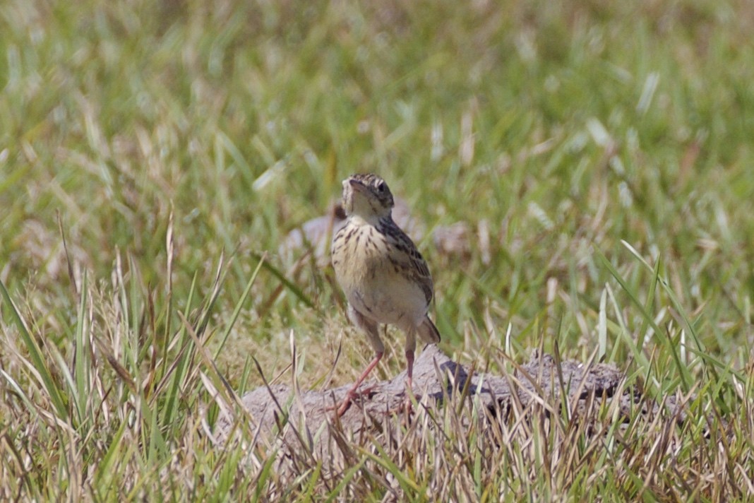 Yellowish Pipit - ML85652121