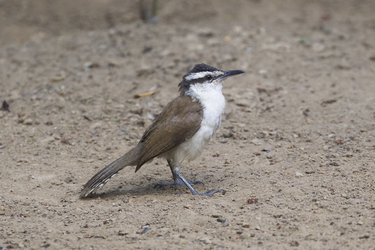 Bicolored Wren - ML85652501