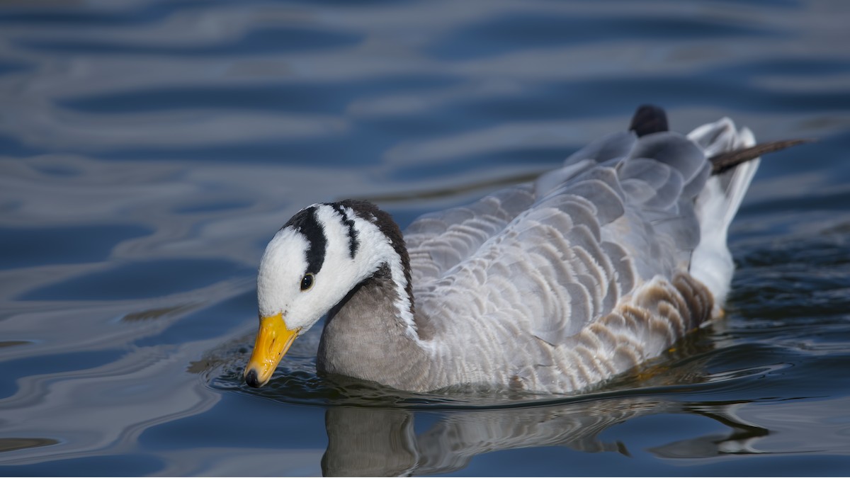 Bar-headed Goose - ML85655071