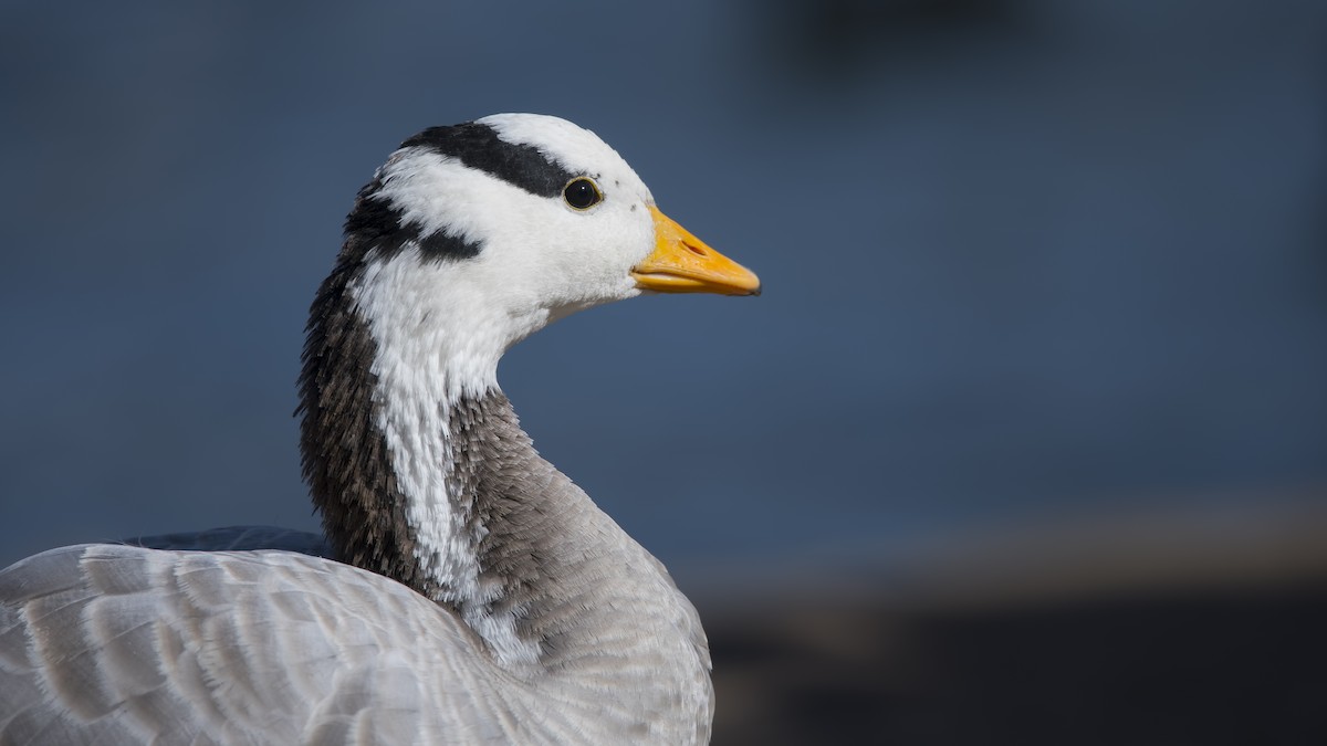 Bar-headed Goose - ML85655091