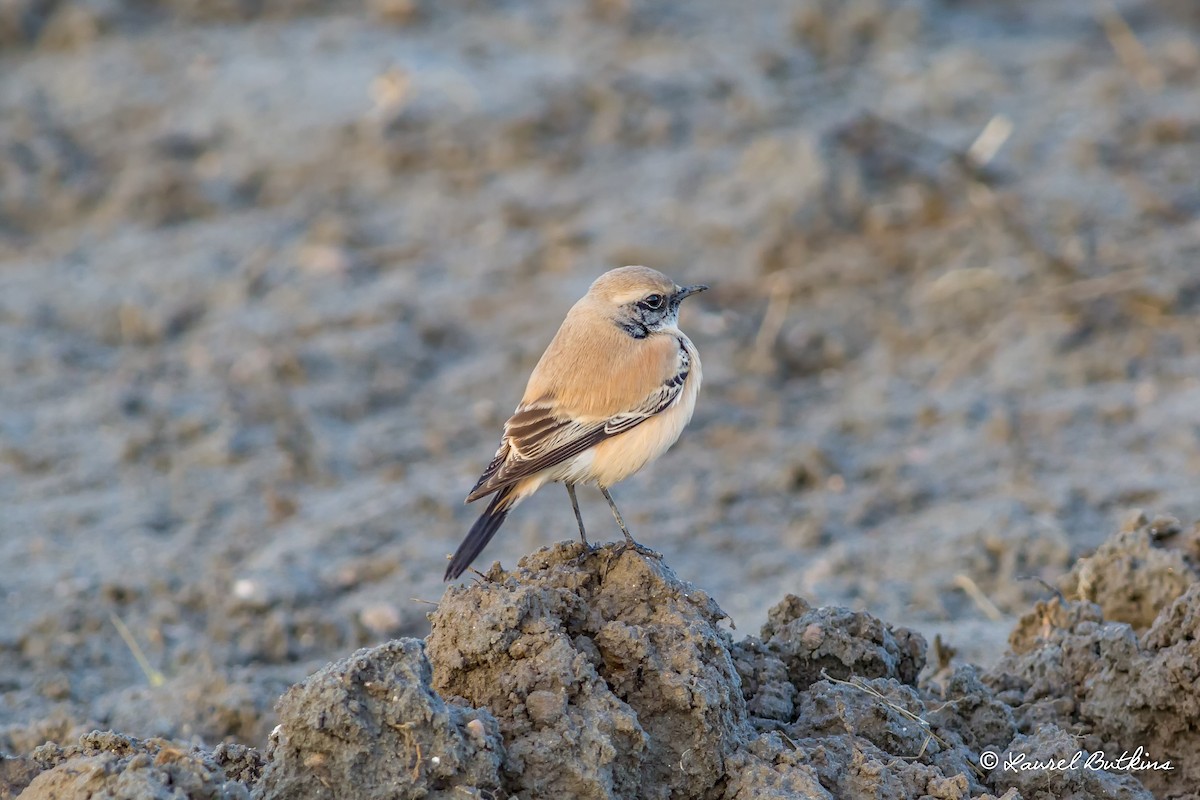 Desert Wheatear - ML85655701