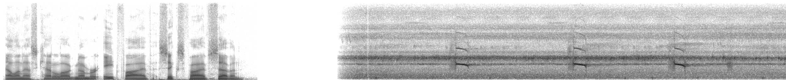Синегорлый широкорот - ML85657