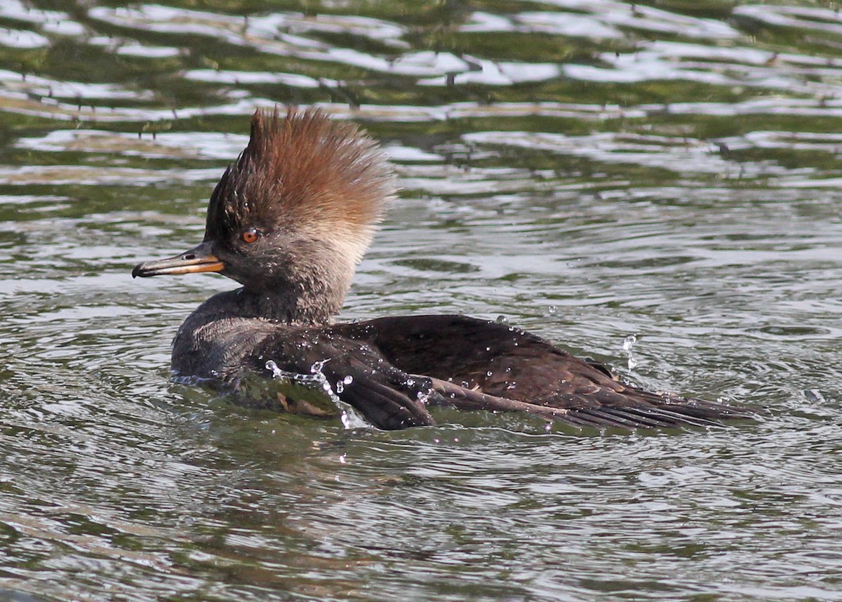 Hooded Merganser - Mike Litak