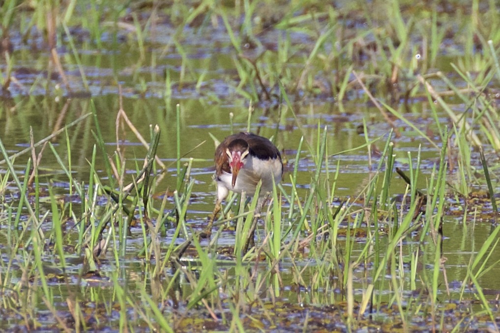 Wattled Jacana - ML85657881