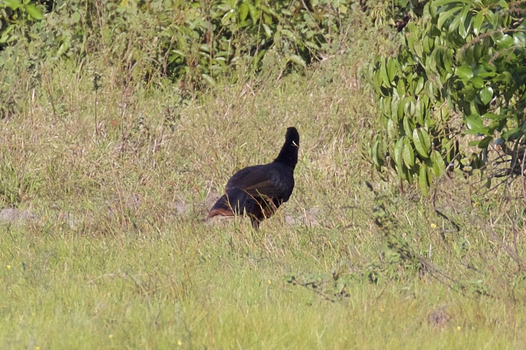 Crestless Curassow - ML85657901