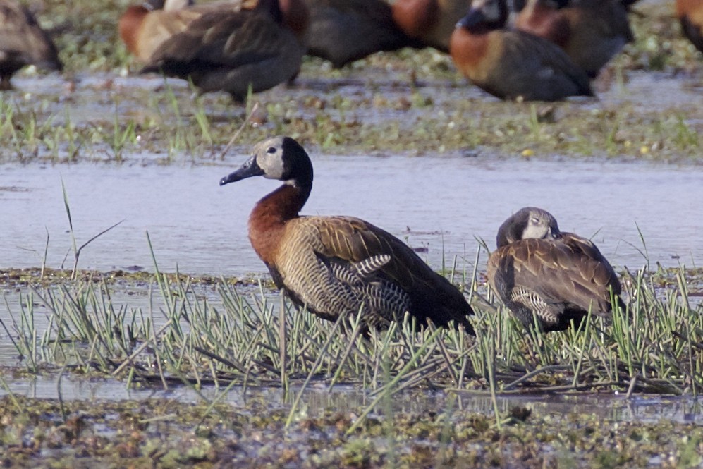 White-faced Whistling-Duck - ML85657911