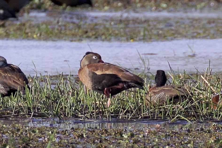 Black-bellied Whistling-Duck - ML85657931