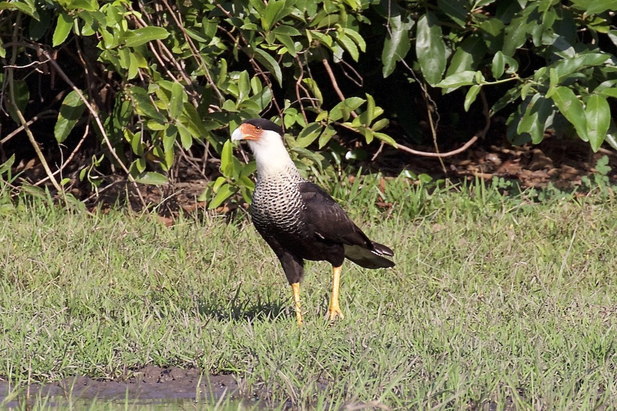 Crested Caracara (Northern) - Nicole Desnoyers