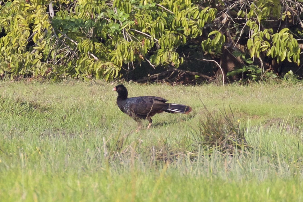 Crestless Curassow - ML85658171