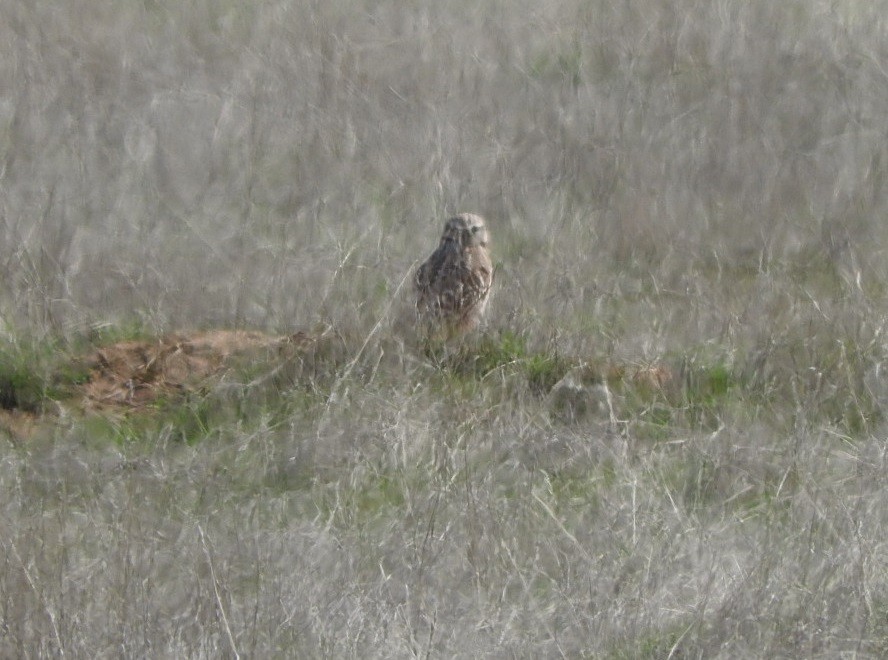 Burrowing Owl - ML85658501