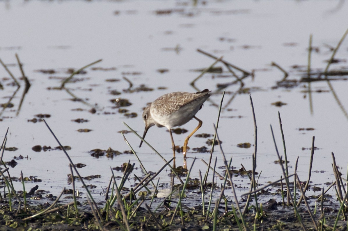 Lesser Yellowlegs - ML85658531