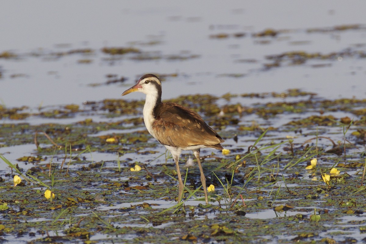 Wattled Jacana - ML85658571