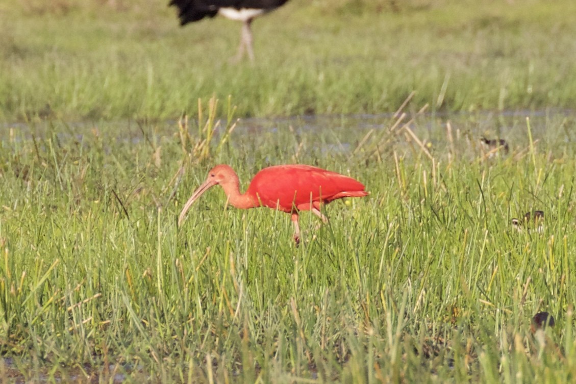 ibis rudý - ML85658641