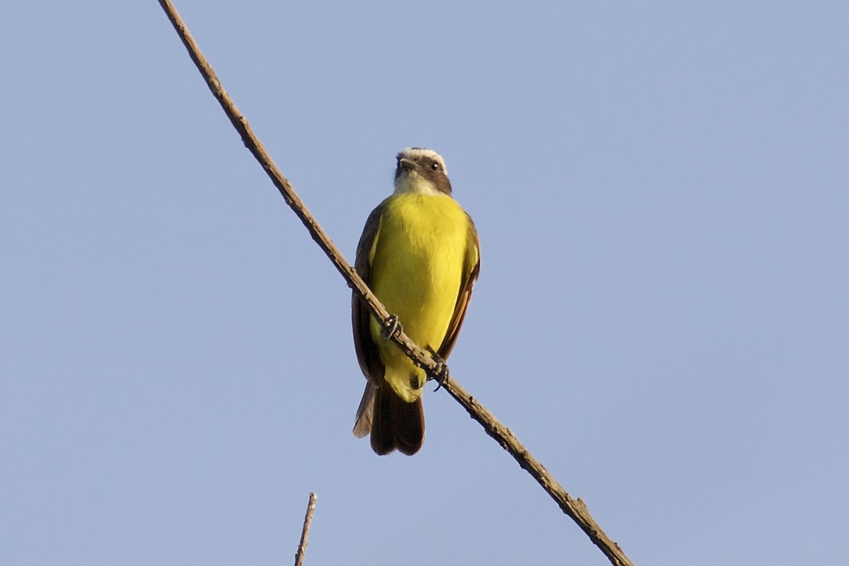 Rusty-margined Flycatcher - ML85658691