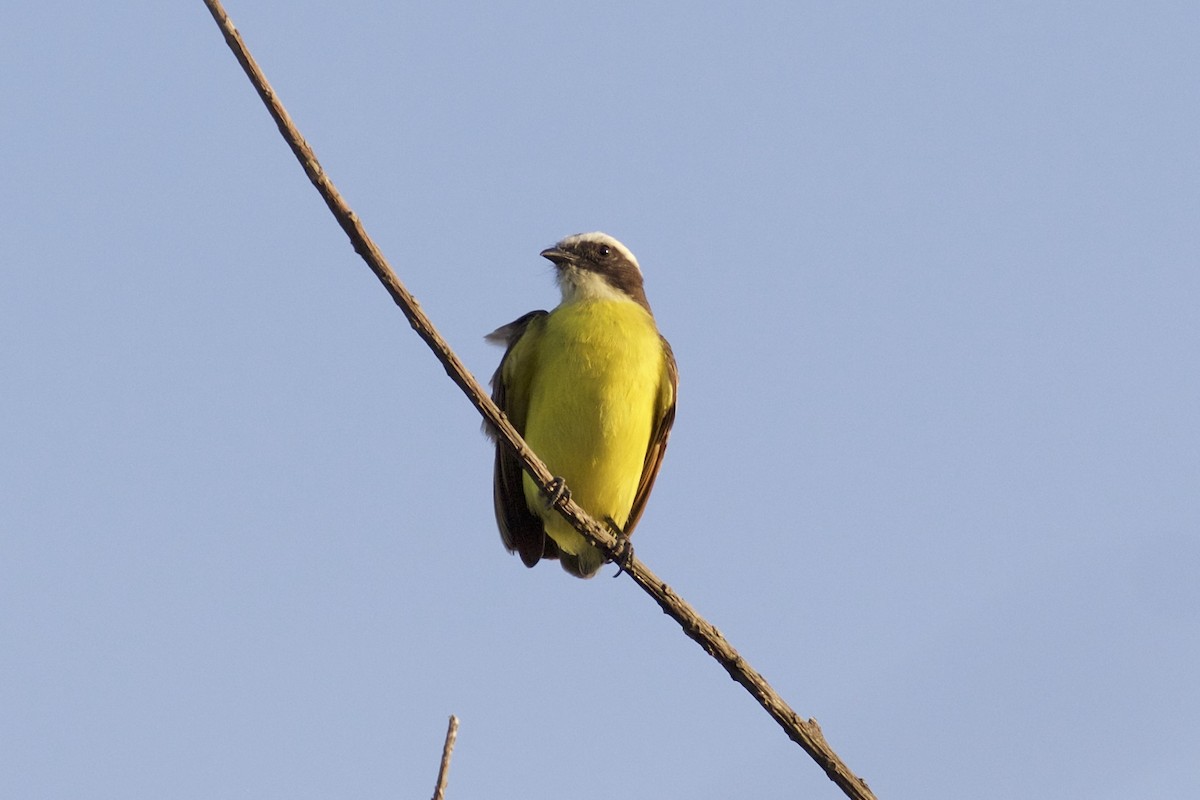 Rusty-margined Flycatcher - ML85658701