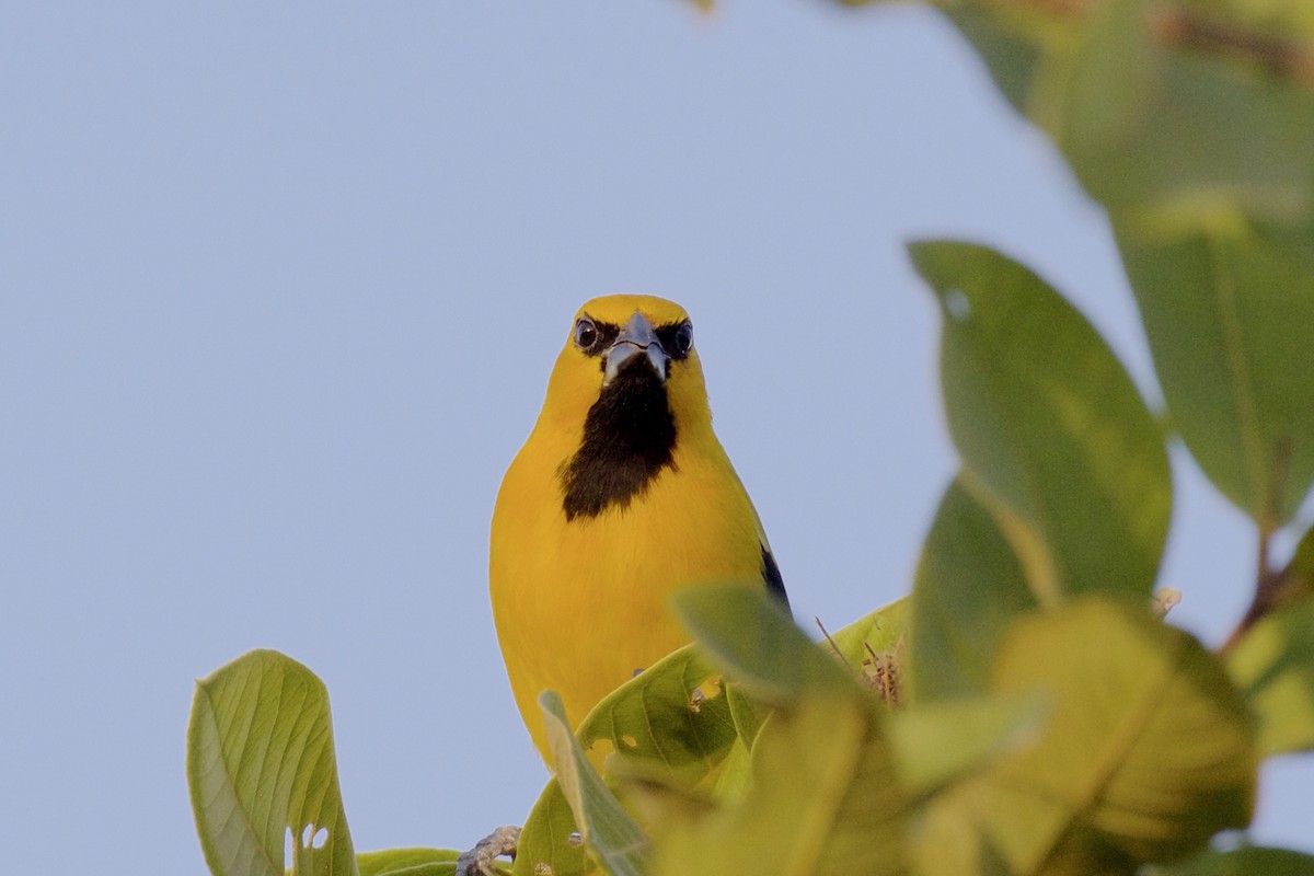 Yellow Oriole - ML85658751