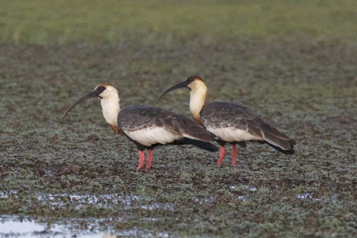 ibis bělokřídlý - ML85658851