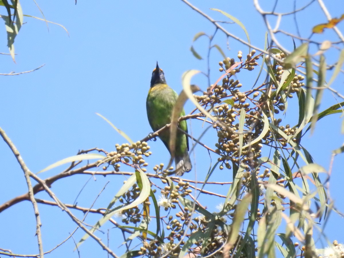 Goldstirn-Blattvogel - ML85658991