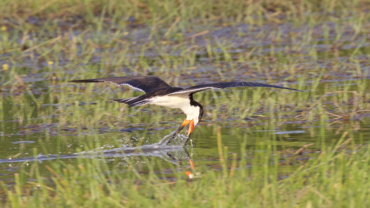 Black Skimmer - ML85659121