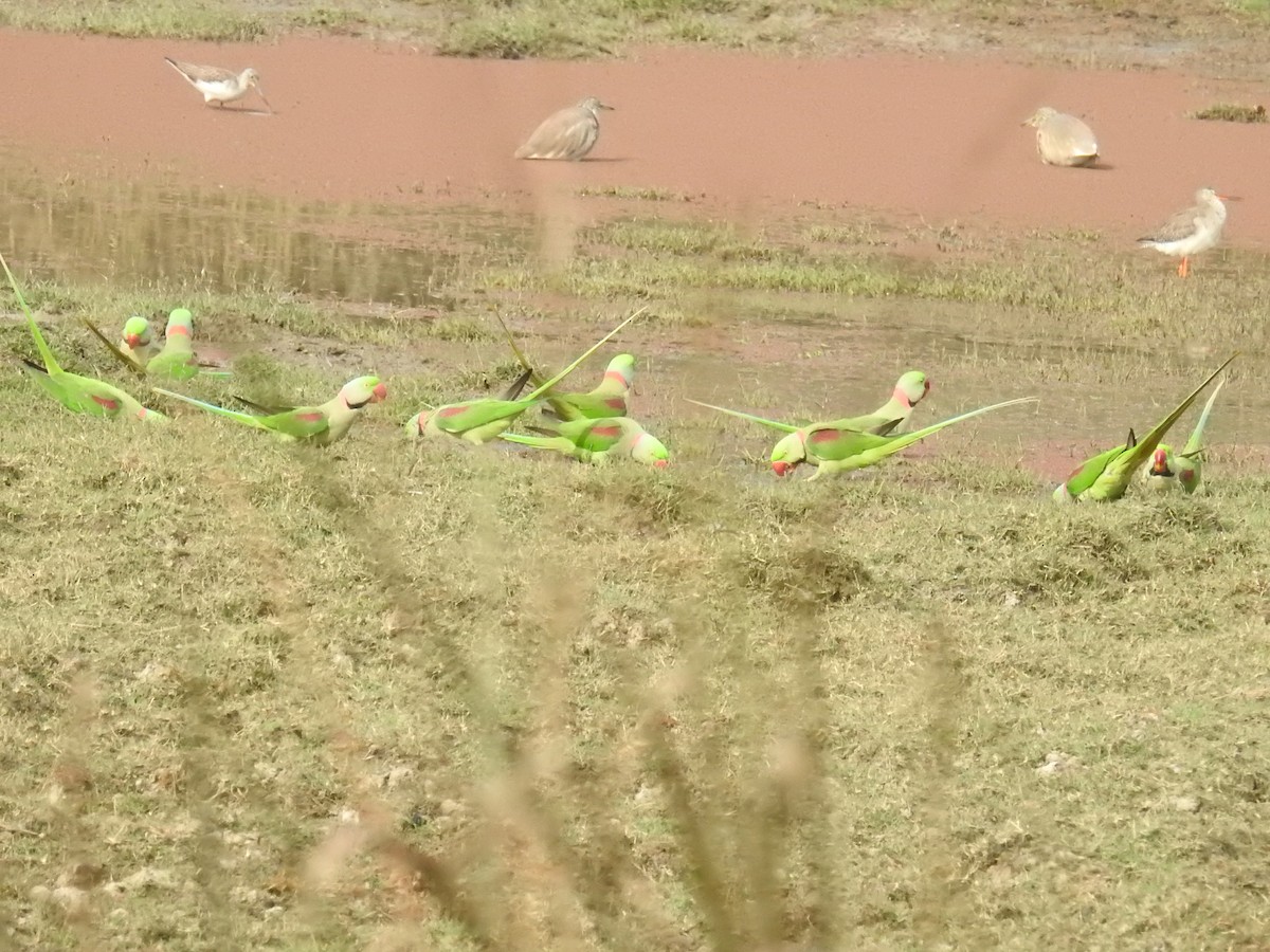 Alexandrine Parakeet - Akash Gulalia